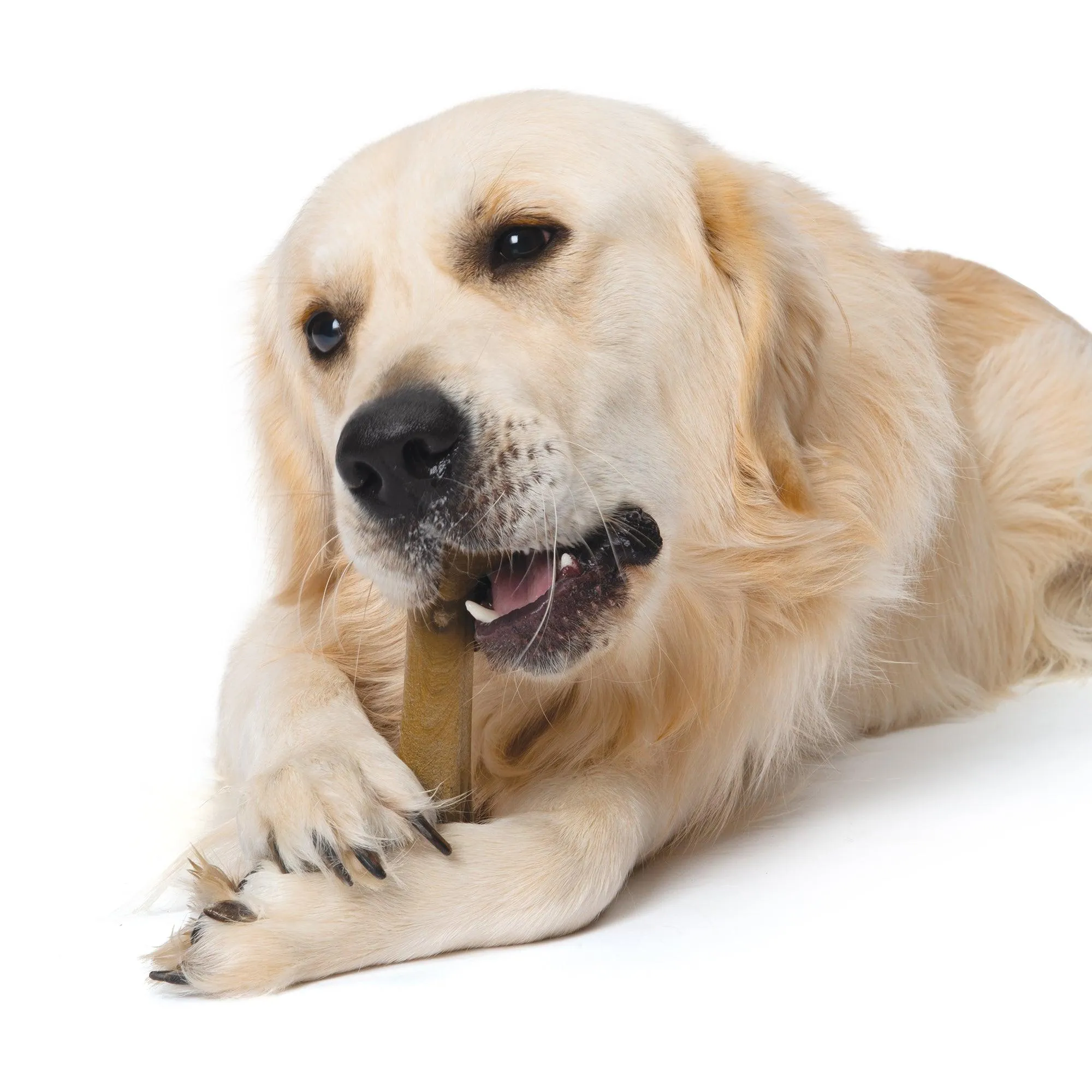 Nosh Flexible Chew Bone For Puppies Chicken