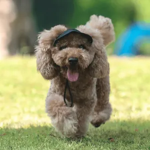 Outdoor sun canopy for dogs