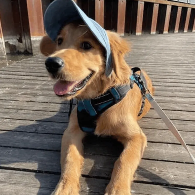 Outdoor sun canopy for dogs