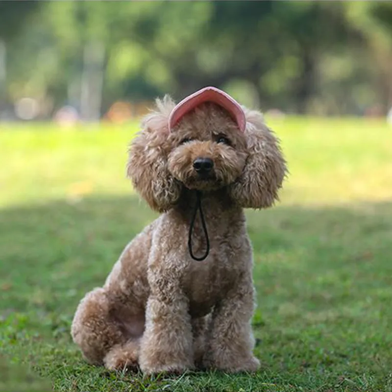 Outdoor sun canopy for dogs