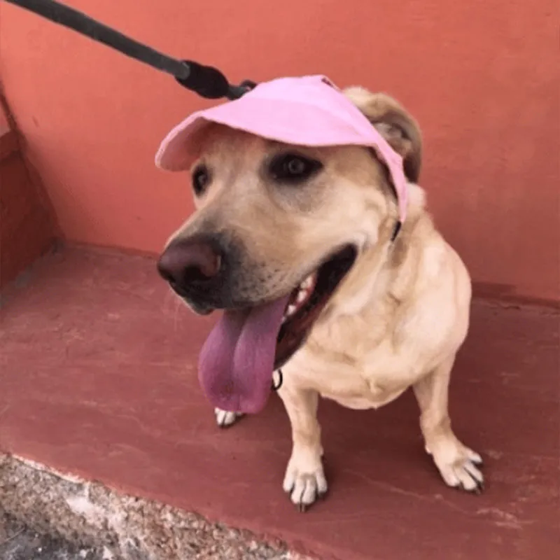 Outdoor sun canopy for dogs