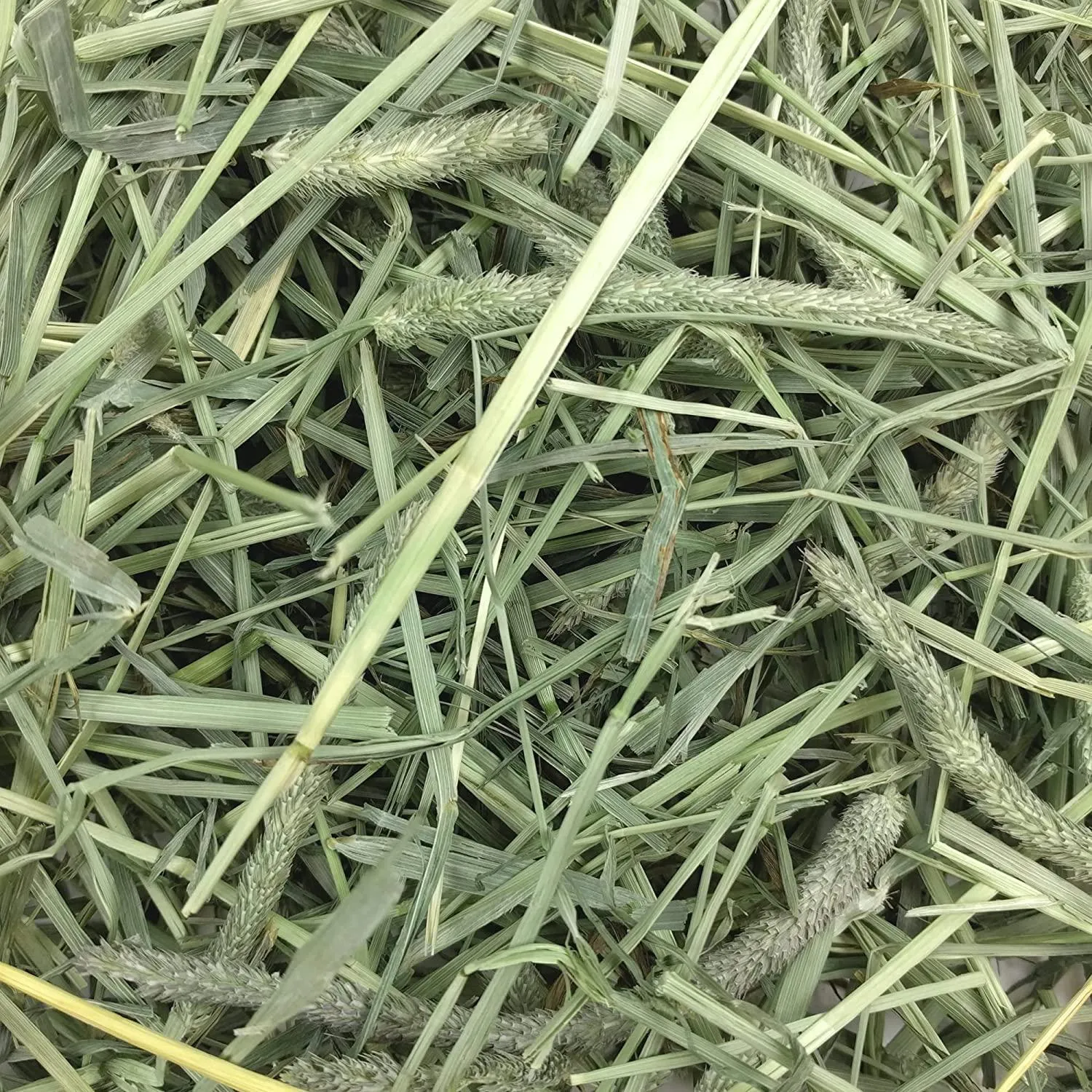 Oxbow Small Animal Health Western Timothy Hay