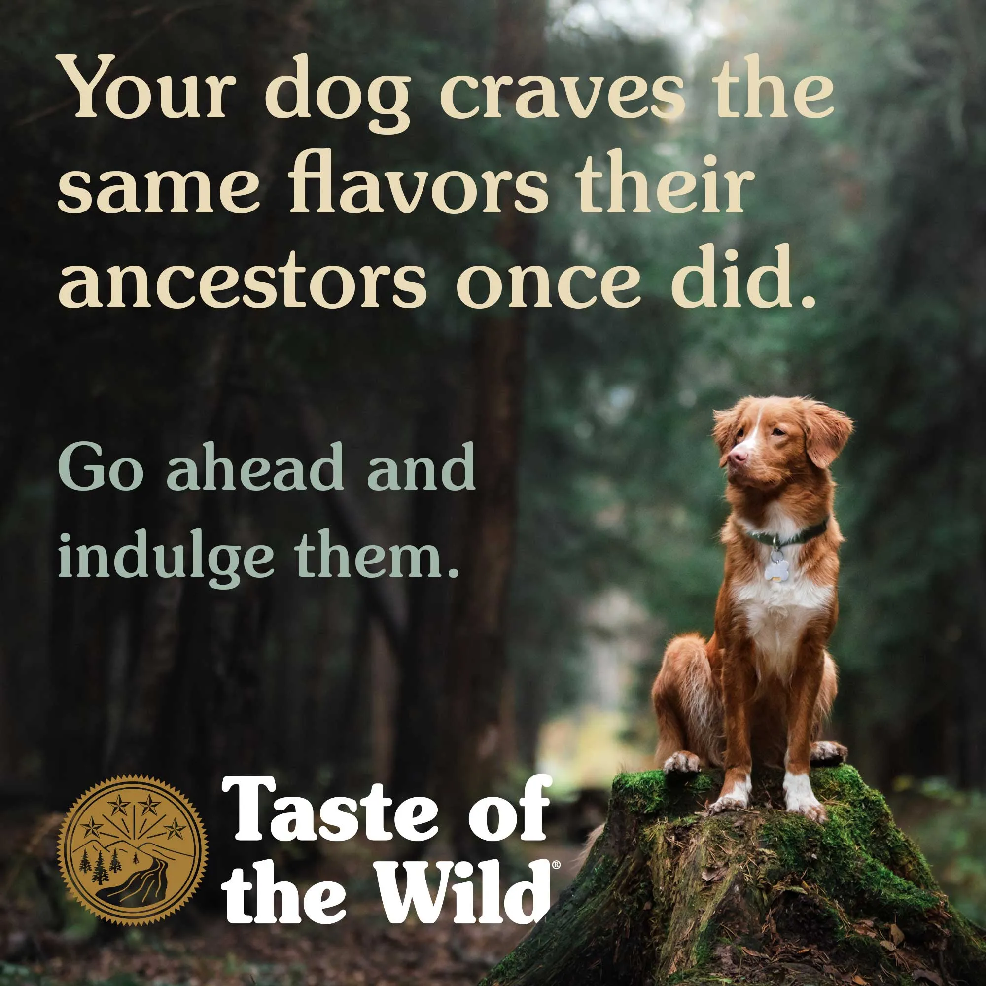 Taste Of The Wild Sierra Mountain Canned Dog Food 13.2oz